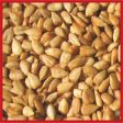 Cole s Hot Meats Assorted Species Sunflower Meats Wild Bird Food 5 lb Hot on Sale